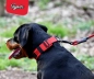 Preview: SOFTY Halsband | Länge: 25-31cm | Breite: 2,8cm | Farbe: schwarz/schwarz
